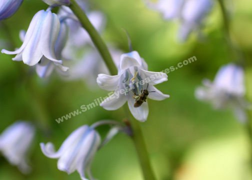 Tiny Bee On Bluebell Digital Flower Photo 5x7