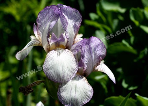 Bearded Iris Pair Digital Flower Photo 5x7