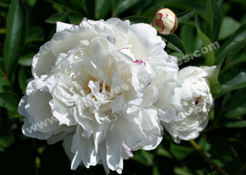 White Peony Phases Digital Flower Photo 5x7