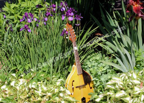 Mandolin In Flower Garden Digital Nature Photo 5x7