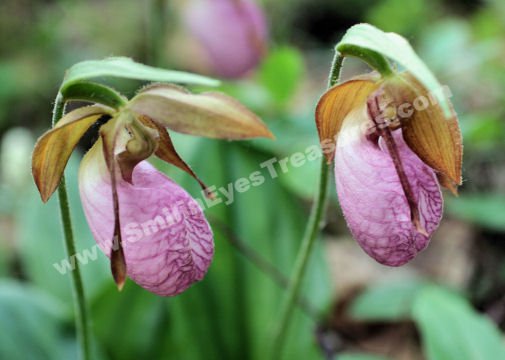 Wild Pink Lady Slipper Pair Digital Flower Photo 5x7