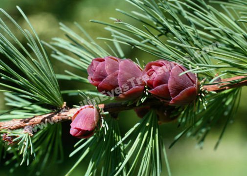 Baby Miniature Pine Cones Digital Nature Photo 5x7