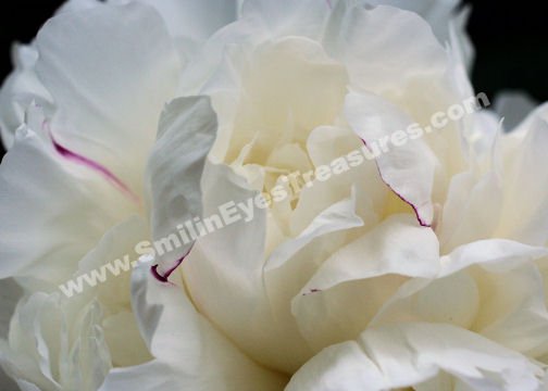 Macro White Peony Petals Digital Flower Photo 5x7