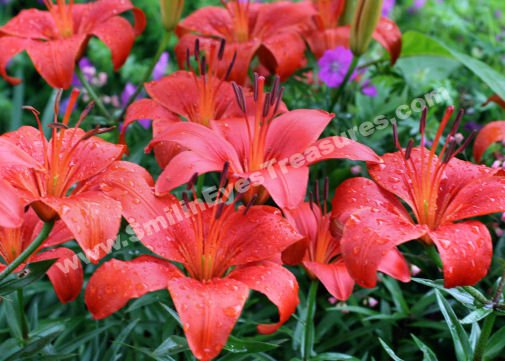 Daylily Garden With Raindrops Digital Flower Photo 5x7
