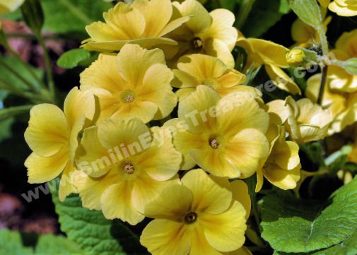 Yellow Primrose Digital Flower Photo 5x7