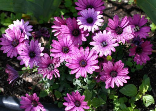 Purple African Daisies Digital Flower Photo 5x7