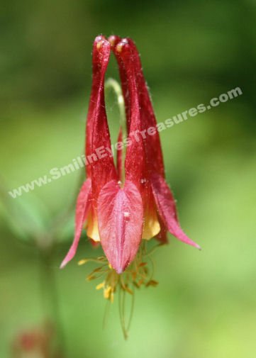 Wild Red Columbine Digital Flower Photo 5x7