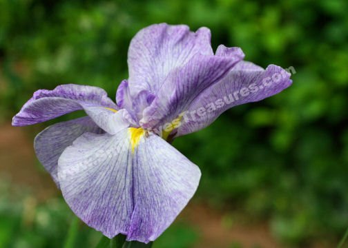 Purple Japanese Iris Unfolding Digital Flower Photo 5x7
