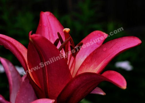 Intense Macro Red Day Lily Digital Flower Photo 5x7