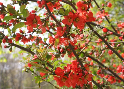 Red Spring Blossoms Digital Flower Photo 5x7