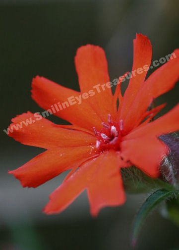 Bright Orange Macro Daisy Digital Flower Photo 5x7