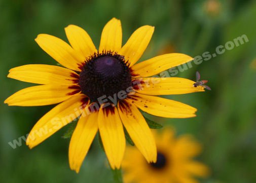 Black Eyed Susan And Friend Digital Flower Photo 5x7
