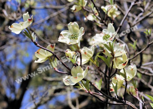 White Dogwood Blossoms Digital Flower Photo 5x7