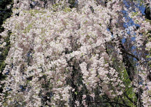 Cascade Of White Spring Blossoms Digital Flower Photo 5x7