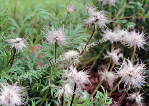 Fluffy White Flowers Digital File Photo 5x7
