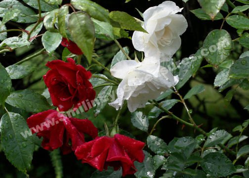 Drenched Red And White Roses Digital Flower Photo 5x7