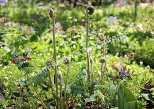 Fiddlehead Ferns And Flowers Digital Flower Photo 5x7