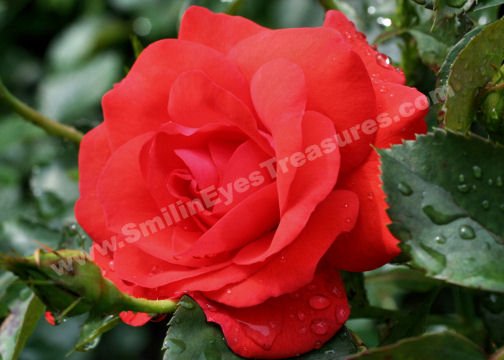 Macro Red Rose And Raindrops Digital Flower Photo 5x7