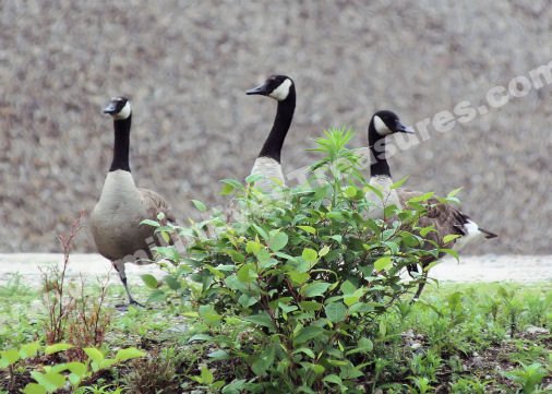 Canada Goose Trio Digital Wildlife Photo 5x7