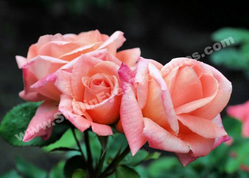 Peach Rosebud Trio Digital Flower Photo 5x7