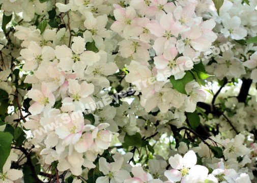White Early Spring Blossoms Digital Flower Photo 5x7