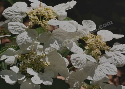 White Lace Cap Hydrangeas Digital Flower Photo 5x7
