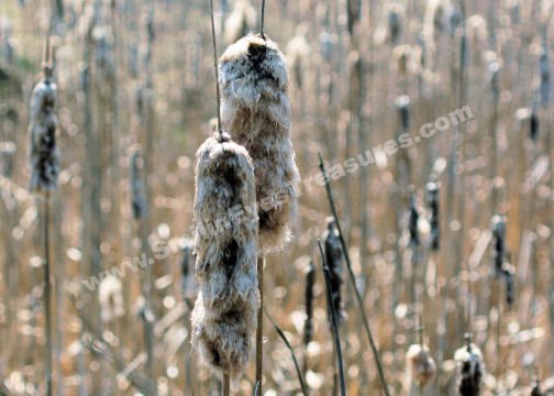 Faded Cattails Digital File Nature Photo 5x7
