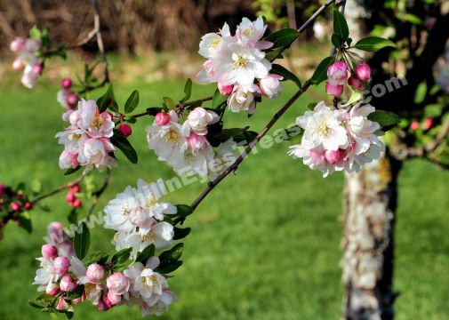 Pink And White Spring Blossoms Digital Flower Photo 5x7