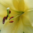 Macro Pale Yellow Lily Digital File Flower Photo 5x7