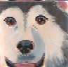 Alaskan Malamute Portrait Tile