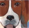 Beagle Portait Tile