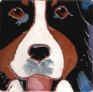 Bernese Mountain Dog Portait Tile