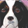 Cavalier King Charles Tri Portait Tile