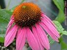 Echinacea Herbal Extract