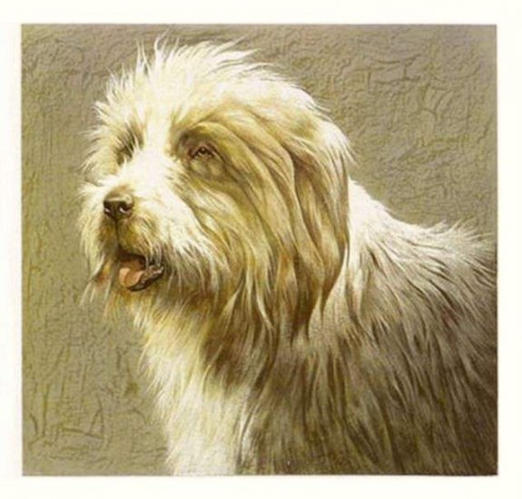 BORDER COLLIE ---- Matted Vintage COZZAGLIO Print