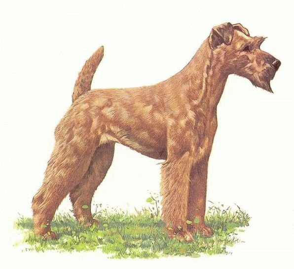 IRISH TERRIER ---- Matted Vintage COZZAGLIO Print
