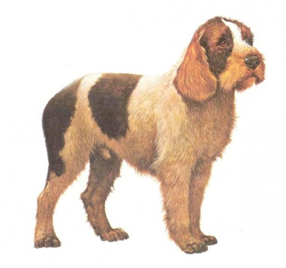 SPINONE ITALIANO ---- Matted Vintage COZZAGLIO Print