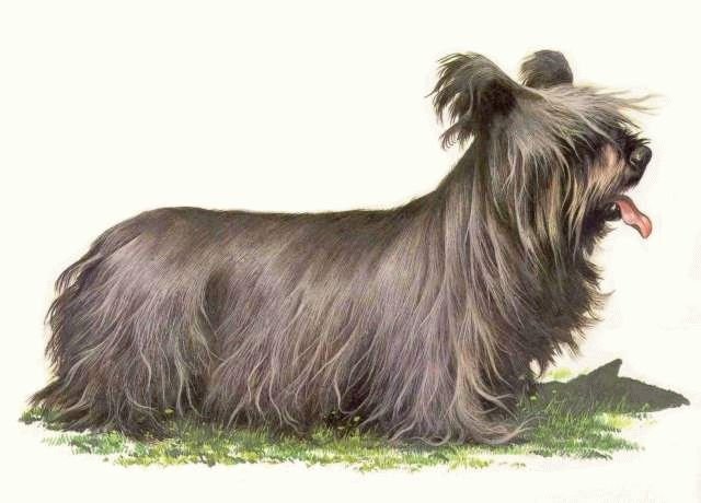 SILKY TERRIER Print - Matted Vintage COZZAGLIO Print