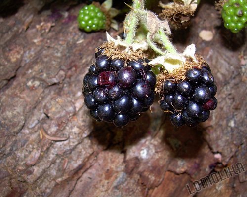 Blackberries - 8x10 - Original Fine Art Photograph - FREE SHIPPING