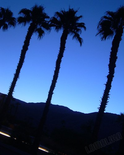 Desert Palms - Palm Desert, CA - 8x10 - Original Fine Art Photograph - FREE SHIPPING