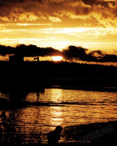 Sunrise - Guemes Island, WA - 8x10 - Original Fine Art Photograph - FREE SHIPPING