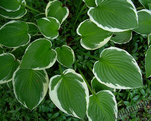 Leaves - Anacortes, WA - 8x10 - Original Fine Art Photograph - FREE SHIPPING
