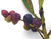 BAYBERRY