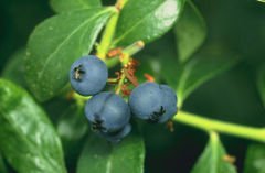 BLUEBERRY