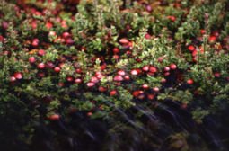 CRANBERRY