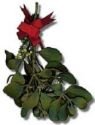 MISTLETOE
