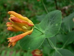 HONEYSUCKLE