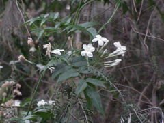 JASMINE