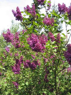 LILAC