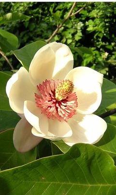 MAGNOLIA